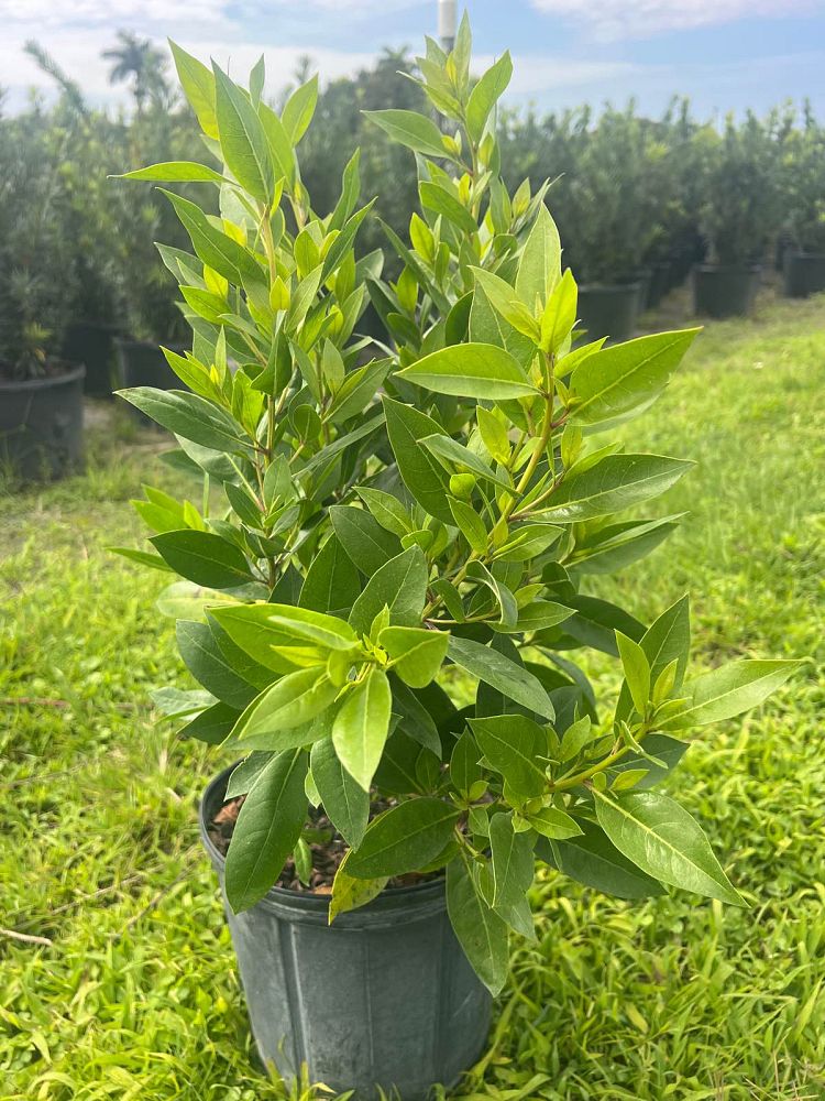 conocarpus-erectus-green-buttonwood