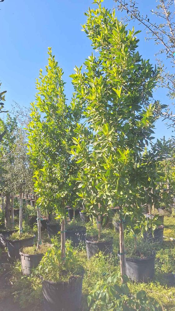 conocarpus-erectus-green-buttonwood