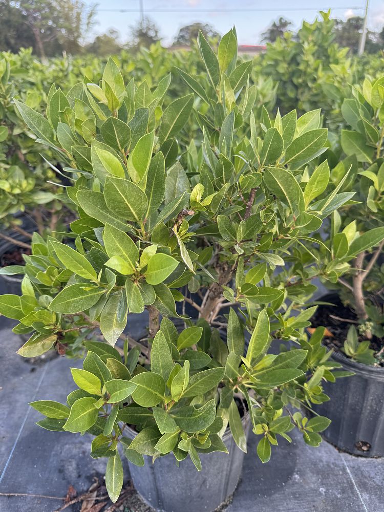 conocarpus-erectus-green-buttonwood