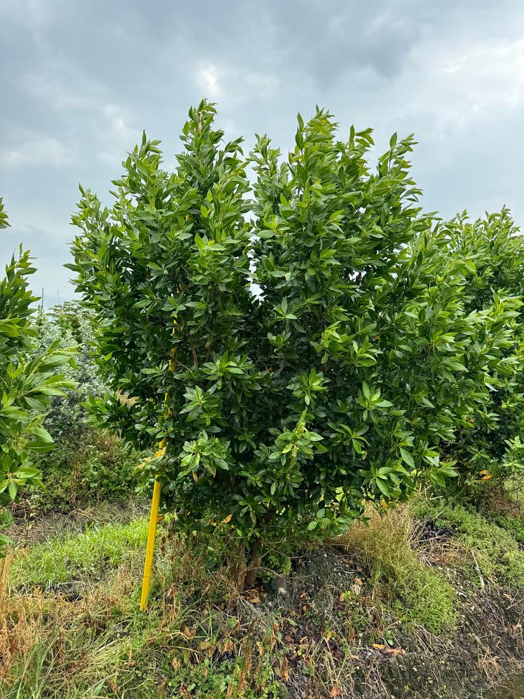 conocarpus-erectus-green-buttonwood