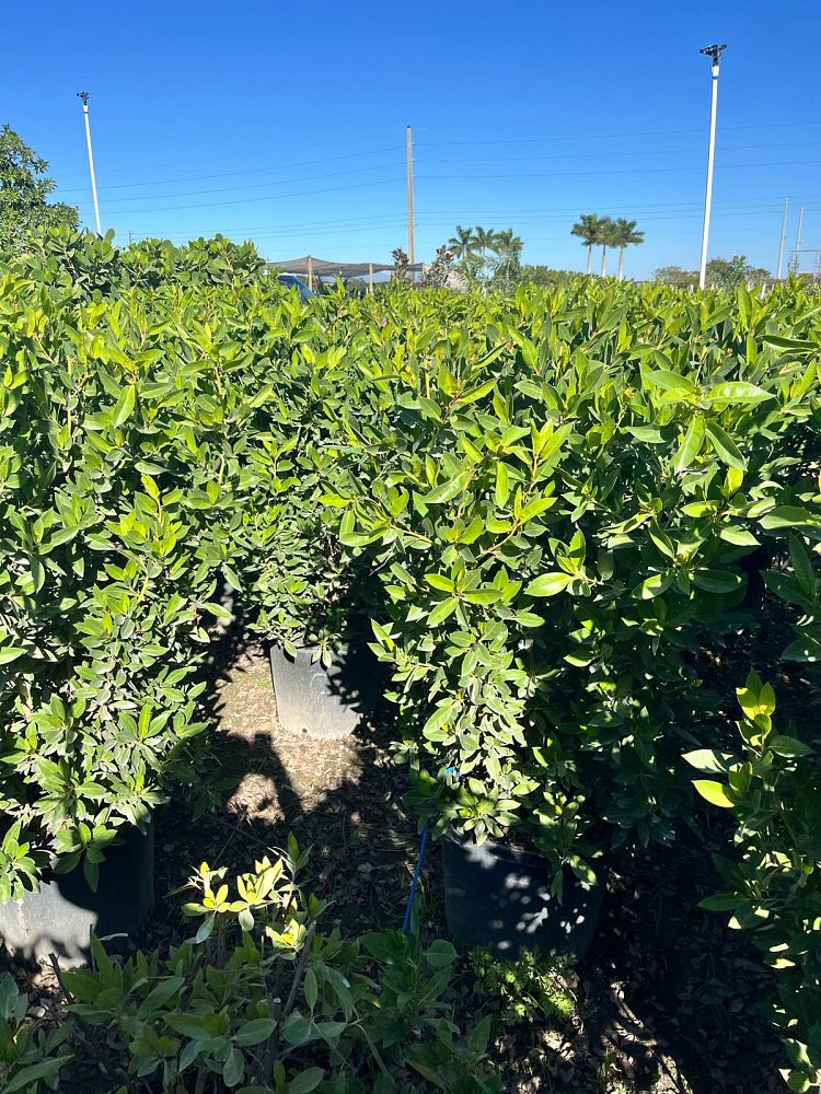 conocarpus-erectus-green-buttonwood