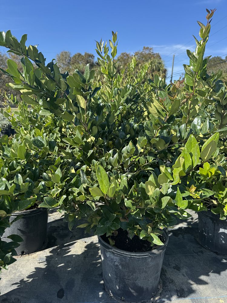 conocarpus-erectus-green-buttonwood