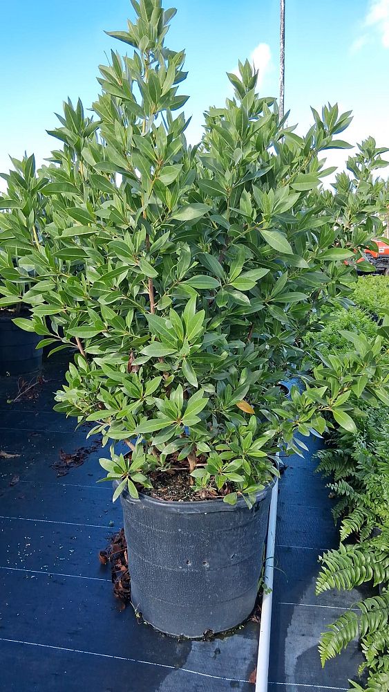 conocarpus-erectus-green-buttonwood