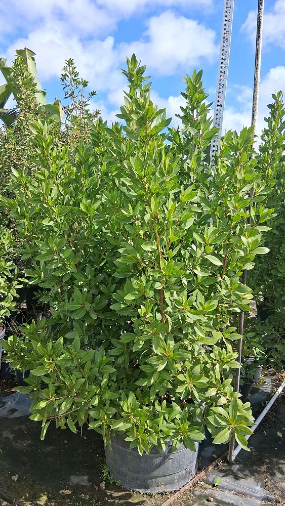 conocarpus-erectus-green-buttonwood