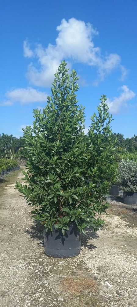 conocarpus-erectus-green-buttonwood