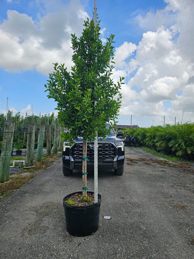 conocarpus-erectus-green-buttonwood