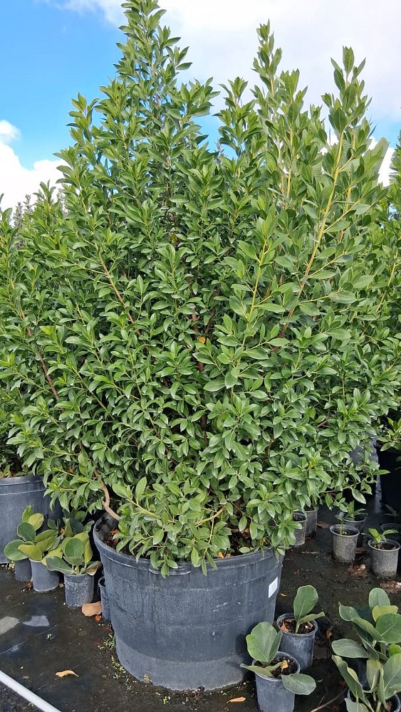 conocarpus-erectus-green-buttonwood