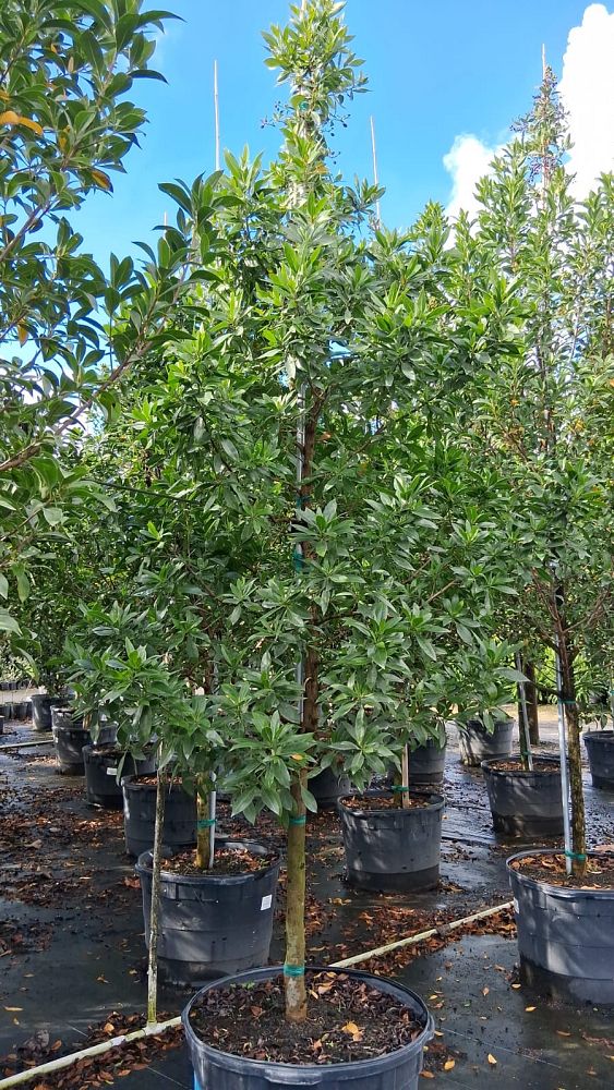 conocarpus-erectus-green-buttonwood