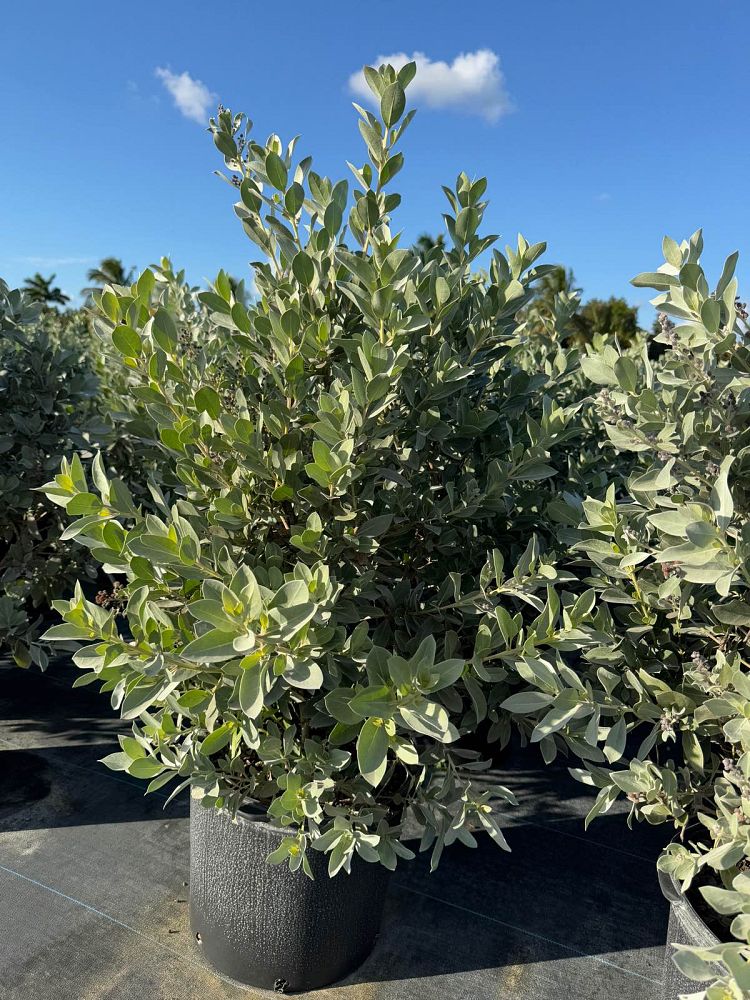 conocarpus-erectus-sericeus-silver-buttonwood