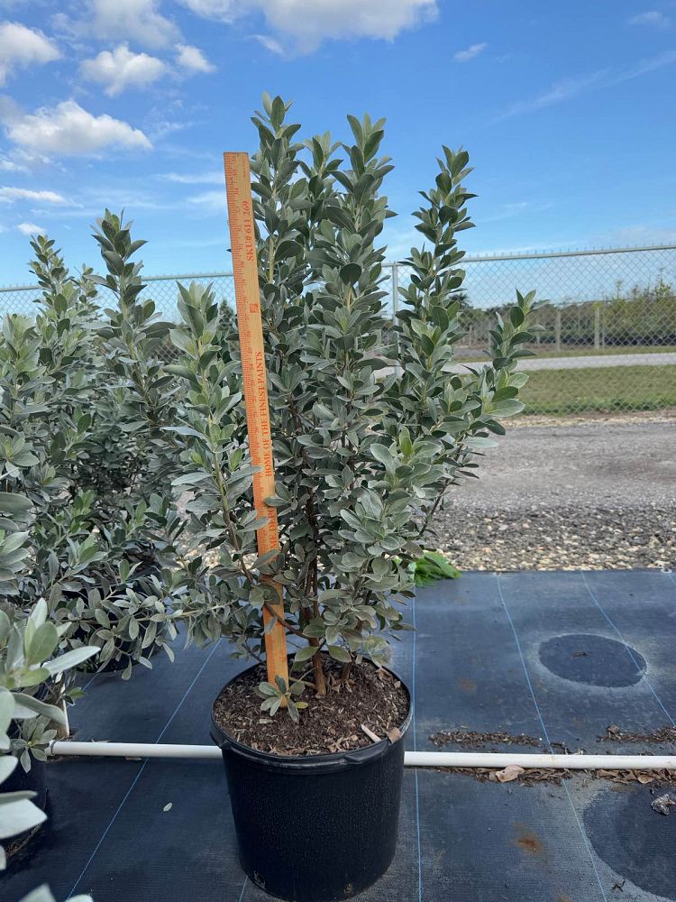 conocarpus-erectus-sericeus-silver-buttonwood