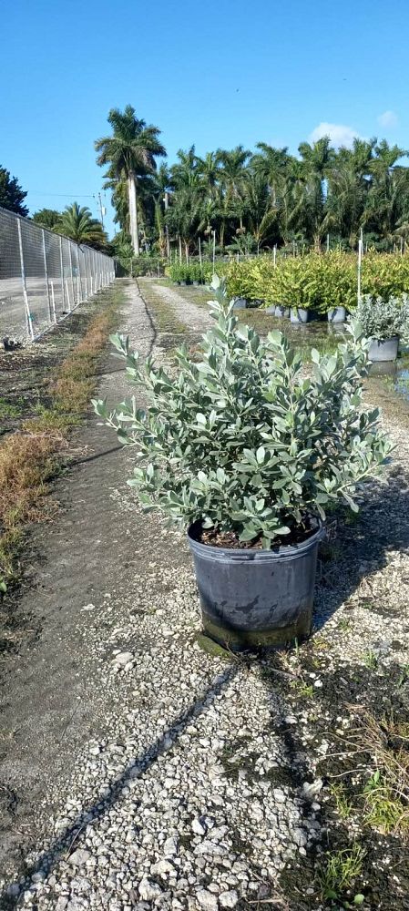 conocarpus-erectus-sericeus-silver-buttonwood