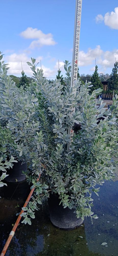 conocarpus-erectus-sericeus-silver-buttonwood