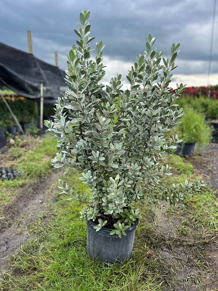 conocarpus-erectus-sericeus-silver-buttonwood