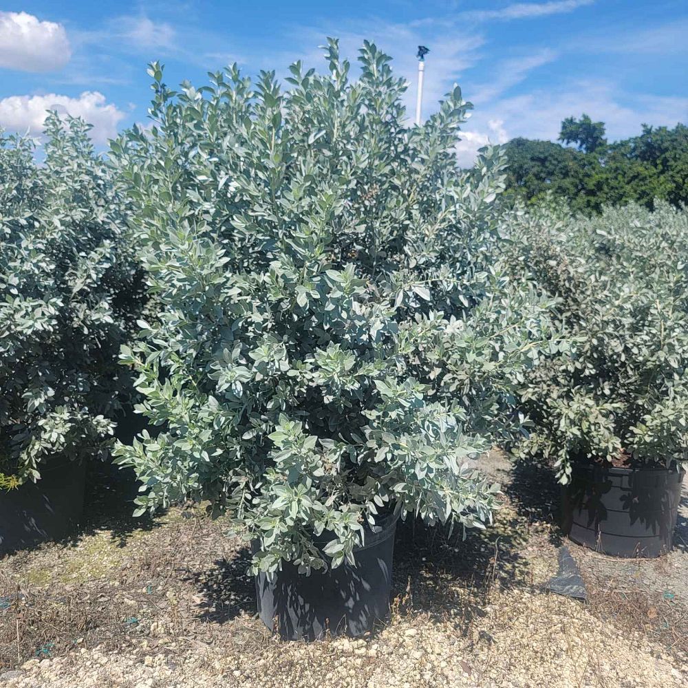 conocarpus-erectus-sericeus-silver-buttonwood