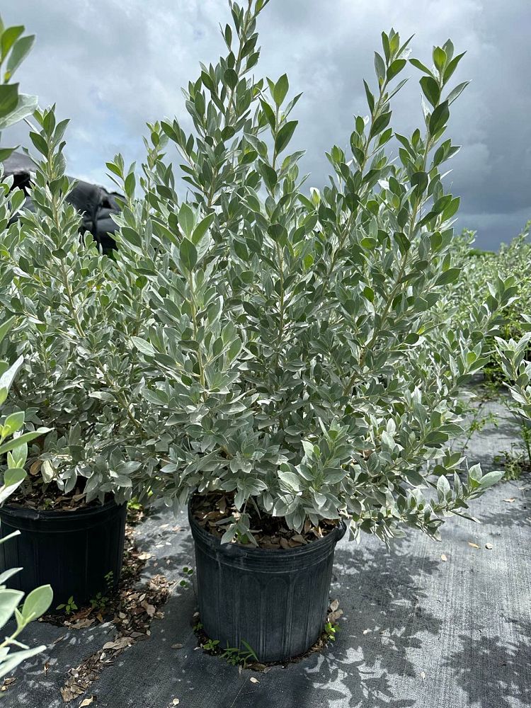 conocarpus-erectus-sericeus-silver-buttonwood