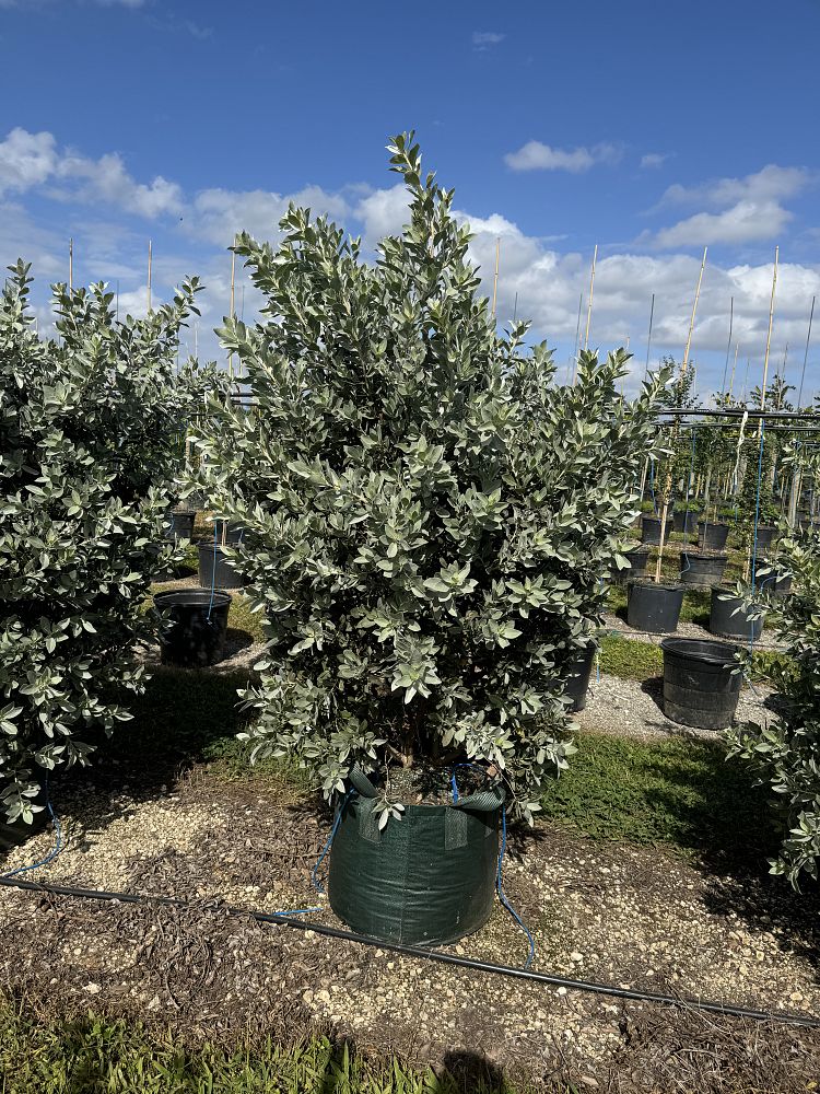 conocarpus-erectus-sericeus-silver-buttonwood