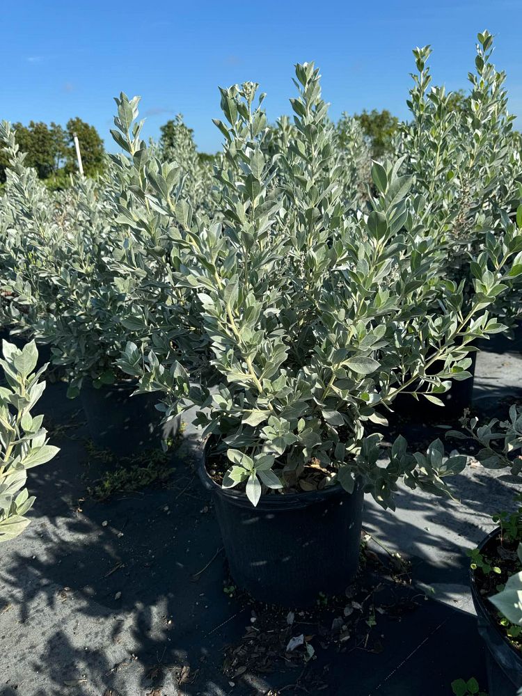 conocarpus-erectus-sericeus-silver-buttonwood