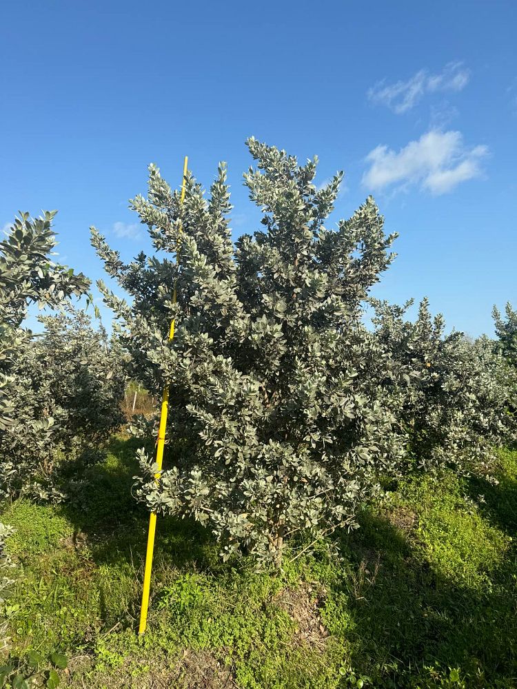 conocarpus-erectus-sericeus-silver-buttonwood