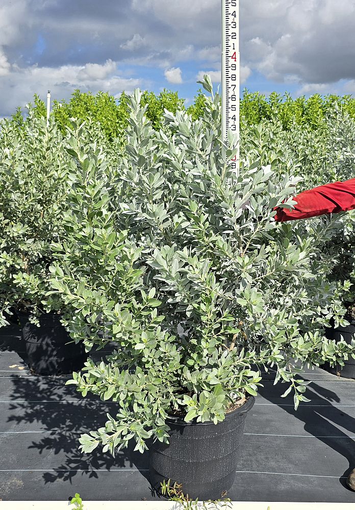 conocarpus-erectus-sericeus-silver-buttonwood