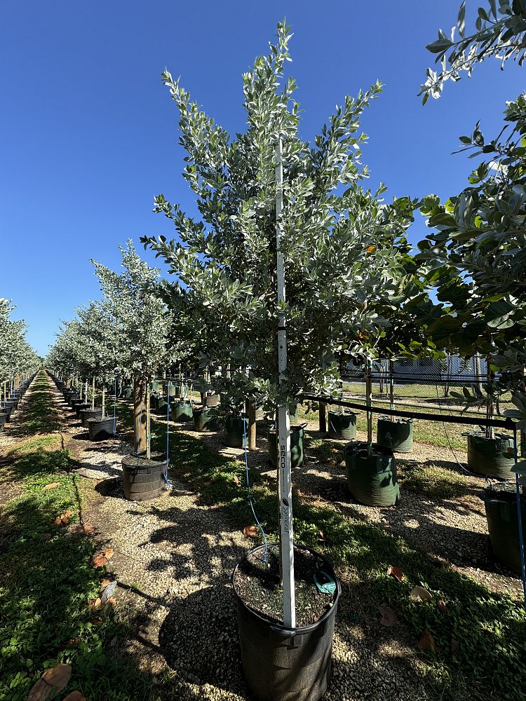 conocarpus-erectus-sericeus-silver-buttonwood