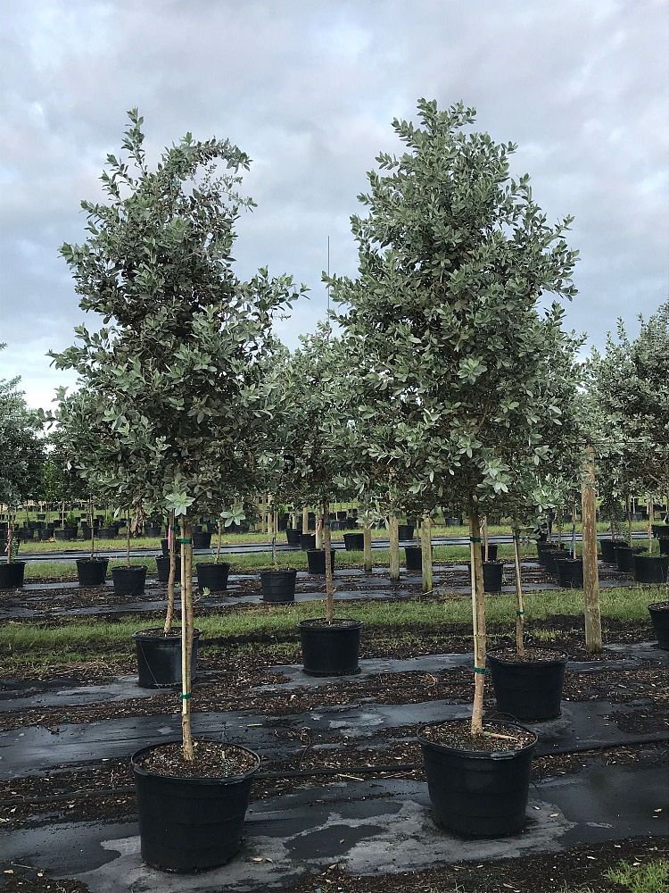 conocarpus-erectus-sericeus-silver-buttonwood