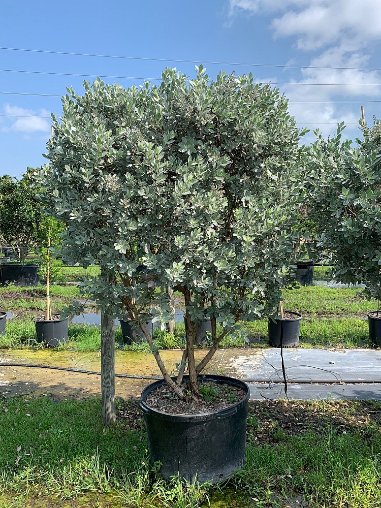 conocarpus-erectus-sericeus-silver-buttonwood