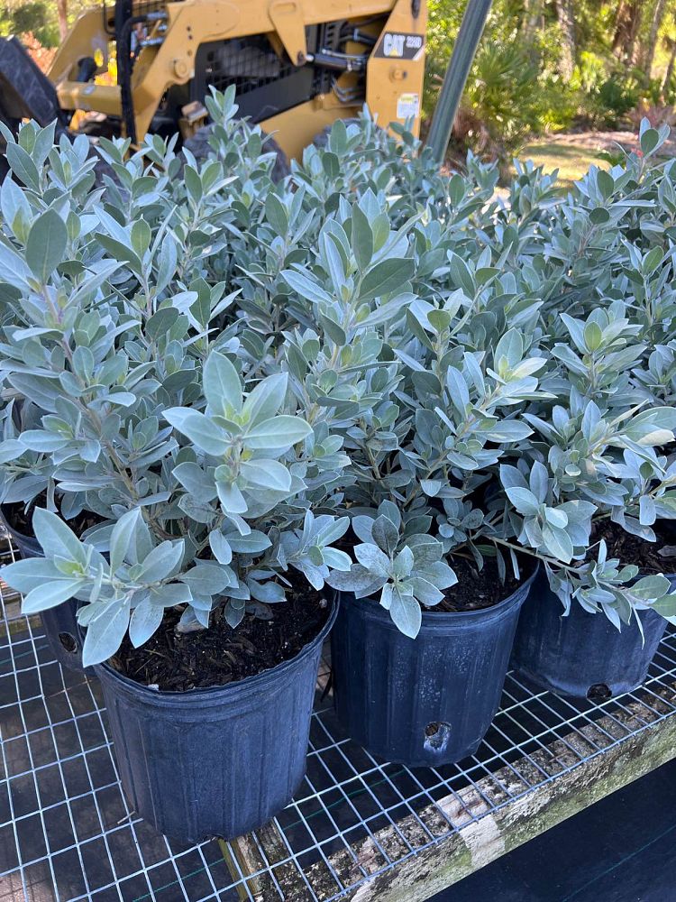 conocarpus-erectus-sericeus-silver-buttonwood