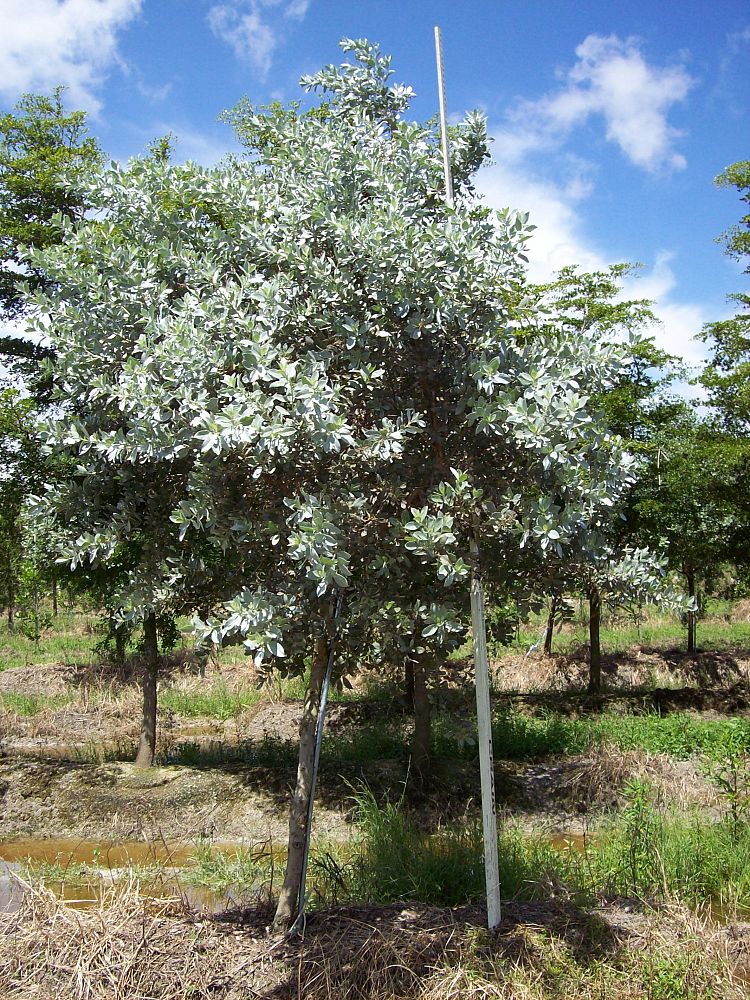 conocarpus-erectus-sericeus-silver-buttonwood