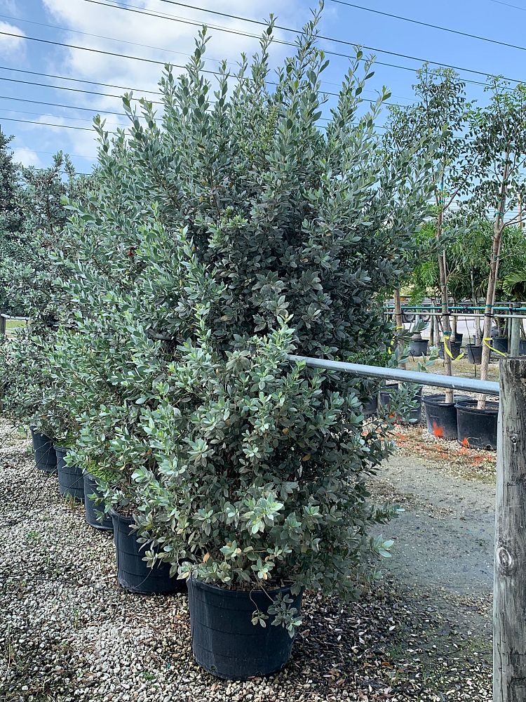 conocarpus-erectus-sericeus-silver-buttonwood