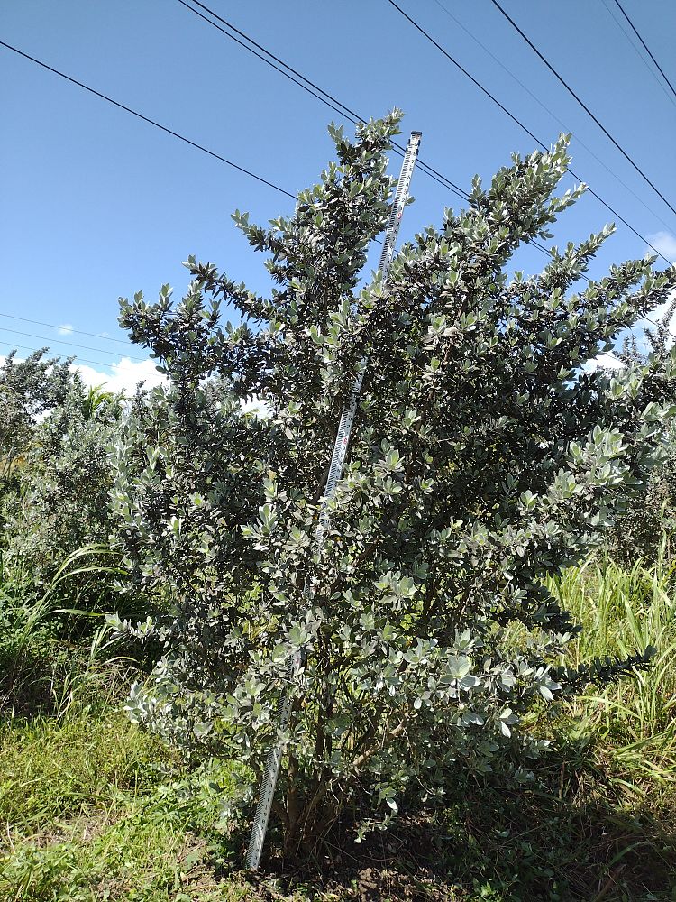 conocarpus-erectus-sericeus-silver-buttonwood