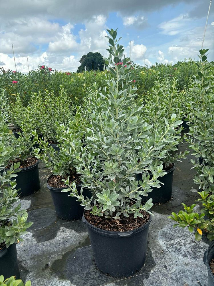 conocarpus-erectus-sericeus-silver-buttonwood