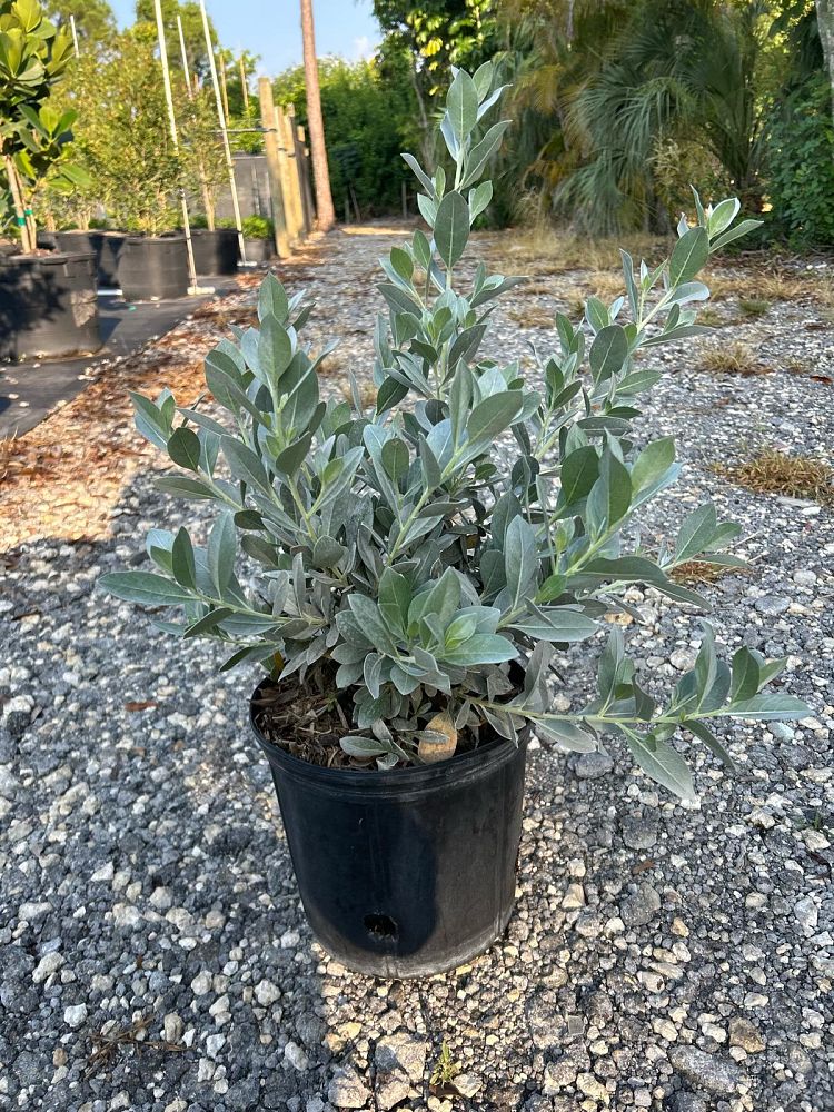 conocarpus-erectus-sericeus-silver-buttonwood