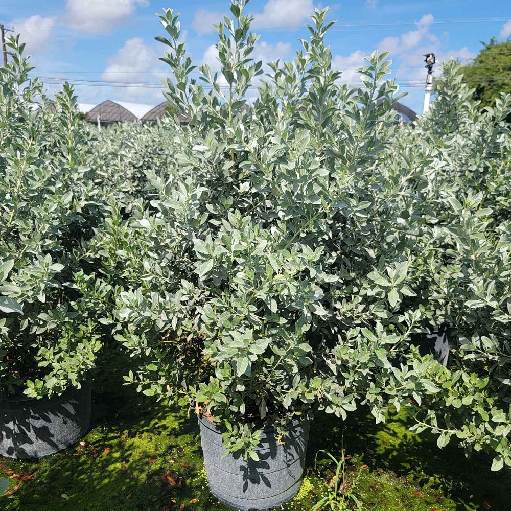 conocarpus-erectus-sericeus-silver-buttonwood