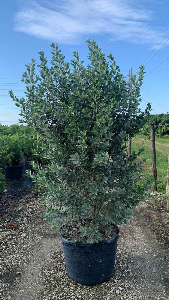 conocarpus-erectus-sericeus-silver-buttonwood