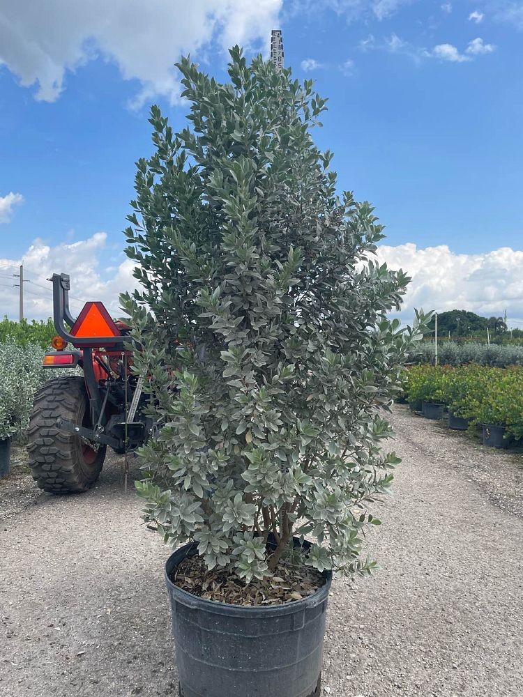 conocarpus-erectus-sericeus-silver-buttonwood