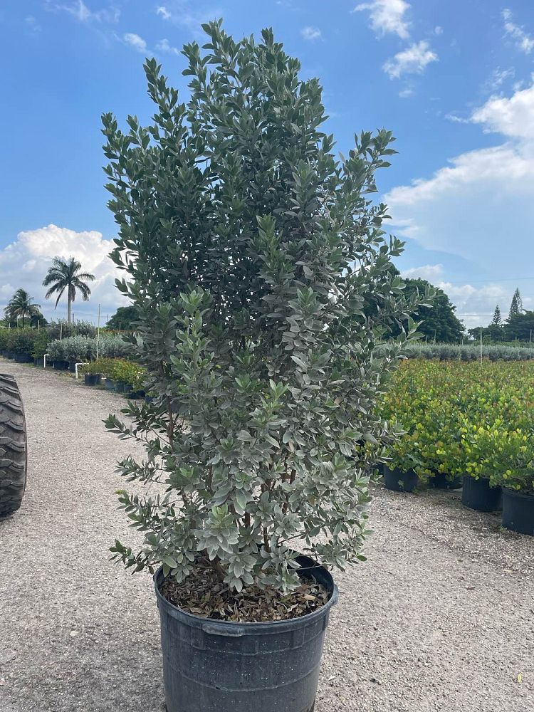 conocarpus-erectus-sericeus-silver-buttonwood