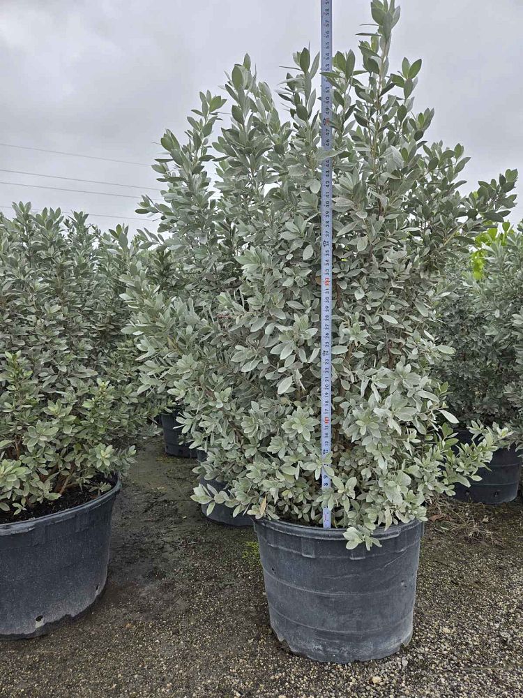 conocarpus-erectus-sericeus-silver-buttonwood