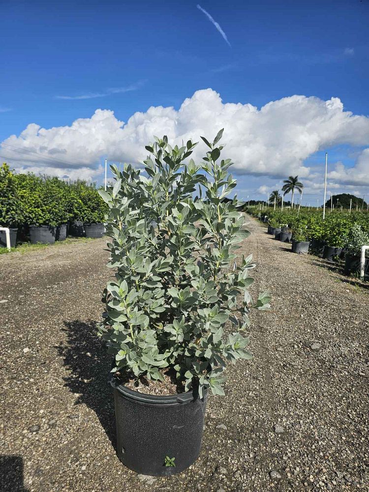 conocarpus-erectus-sericeus-silver-buttonwood