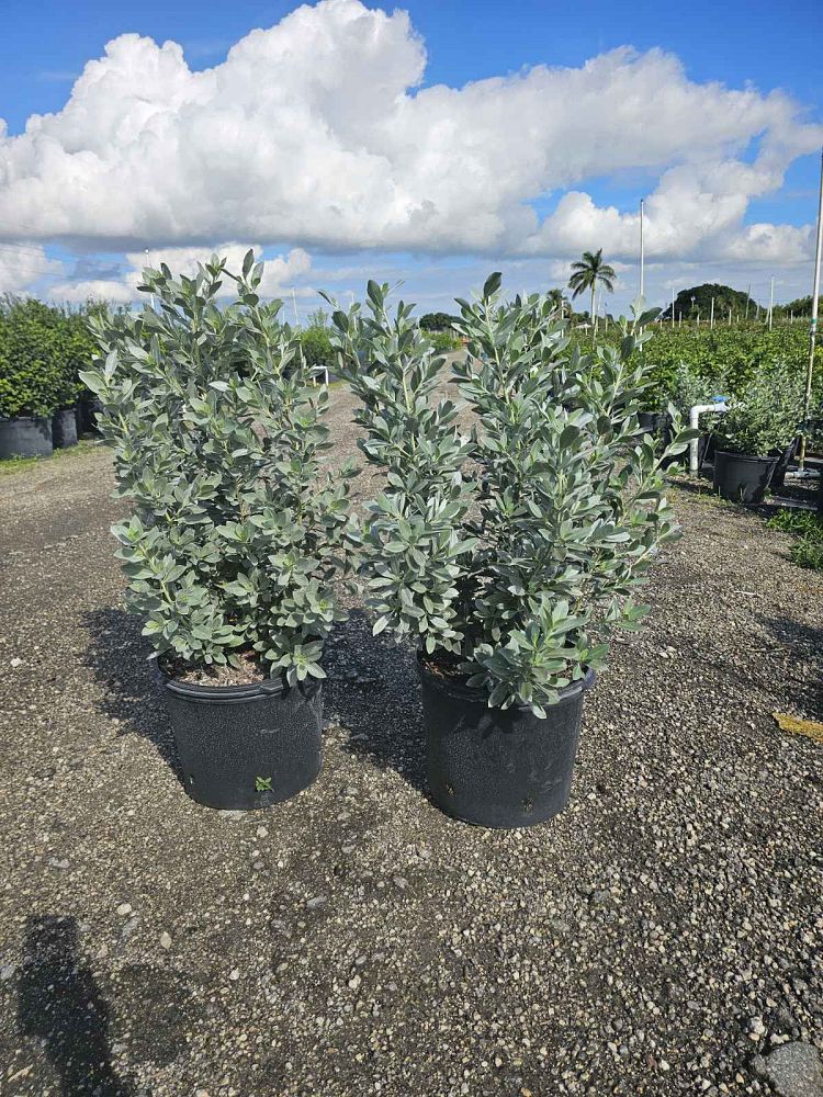 conocarpus-erectus-sericeus-silver-buttonwood