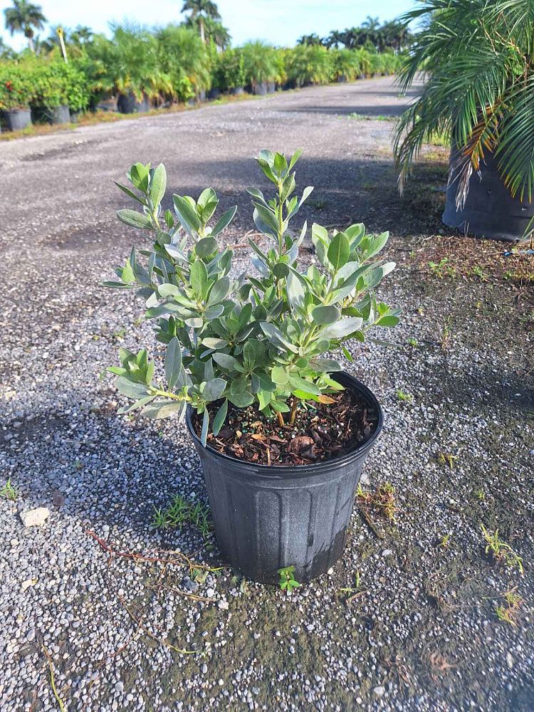 conocarpus-erectus-sericeus-silver-buttonwood