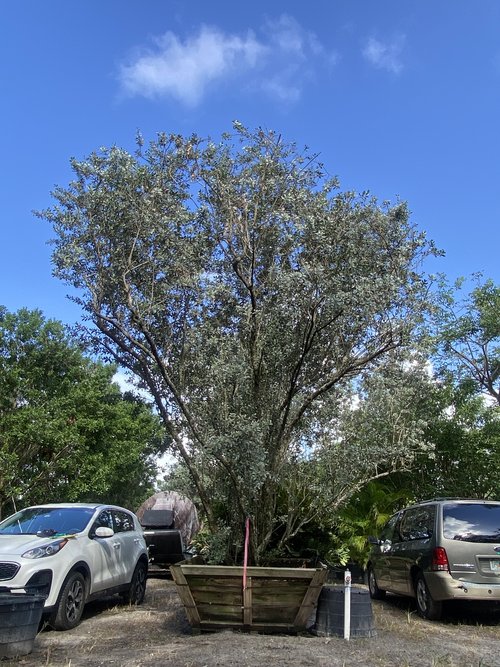 conocarpus-erectus-sericeus-silver-buttonwood