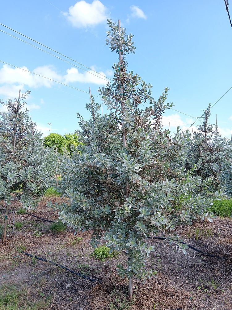 conocarpus-erectus-sericeus-silver-buttonwood