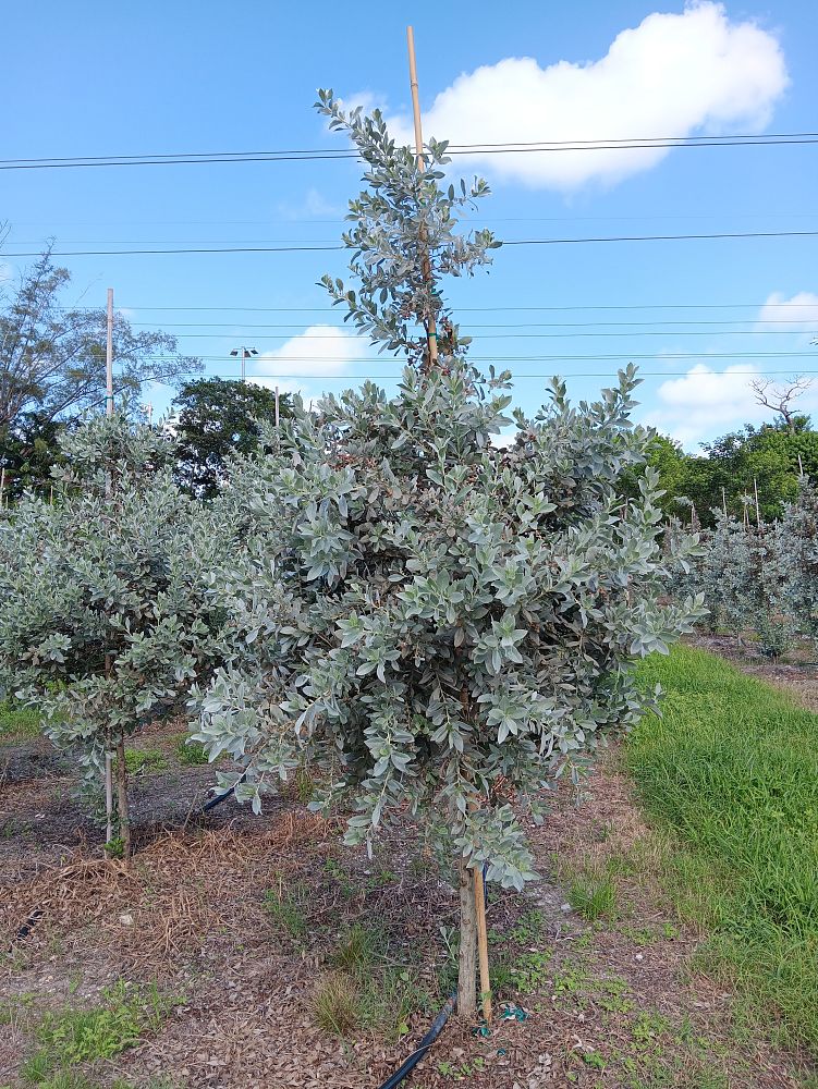 conocarpus-erectus-sericeus-silver-buttonwood