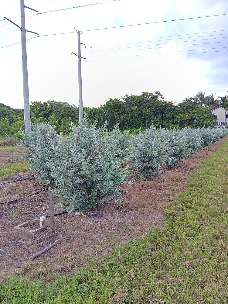 conocarpus-erectus-sericeus-silver-buttonwood