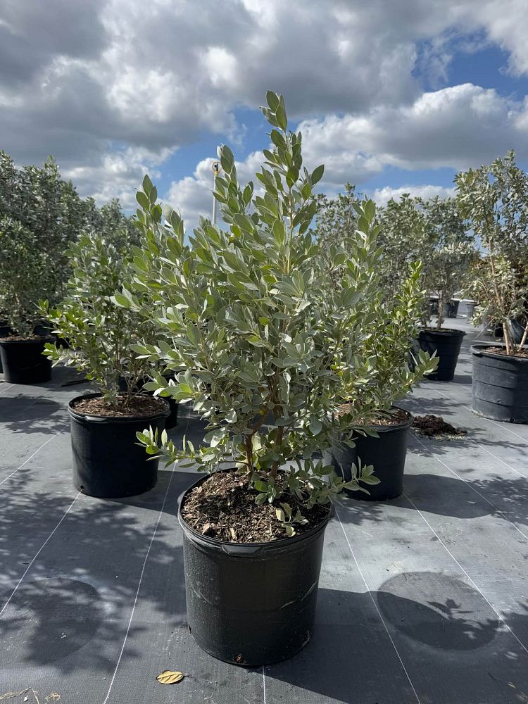 conocarpus-erectus-sericeus-silver-buttonwood