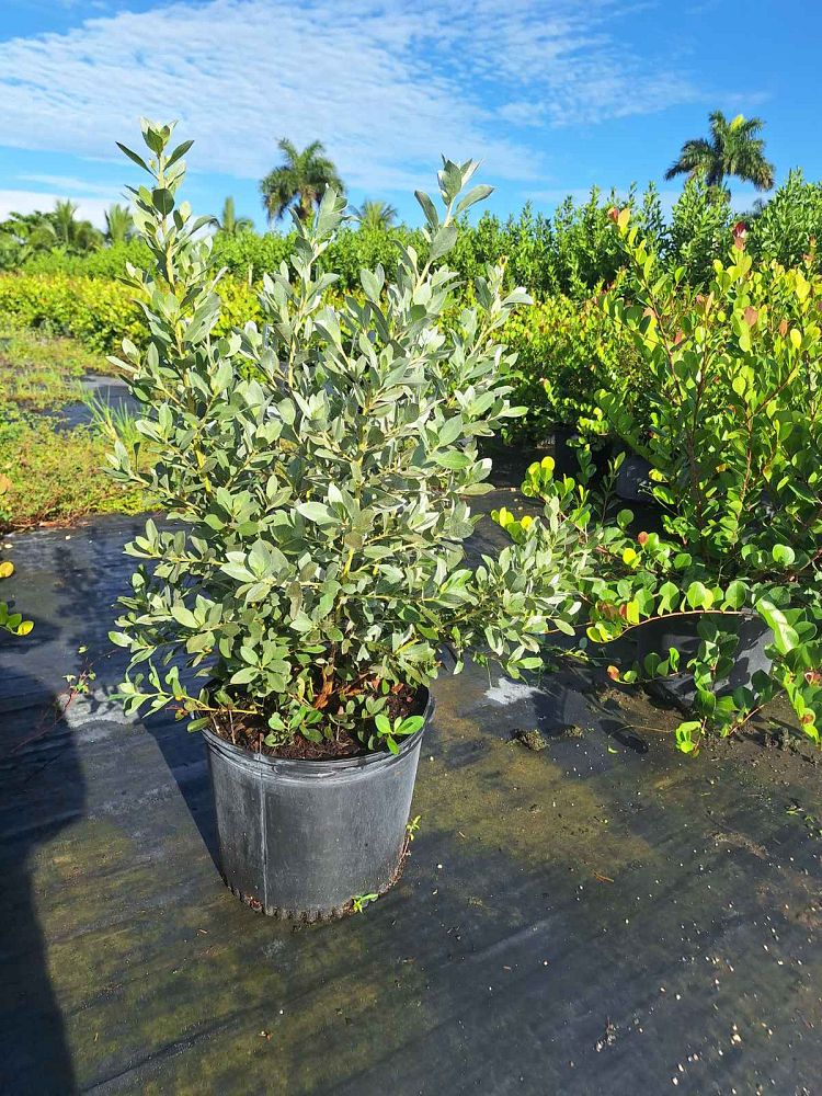 conocarpus-erectus-sericeus-silver-buttonwood