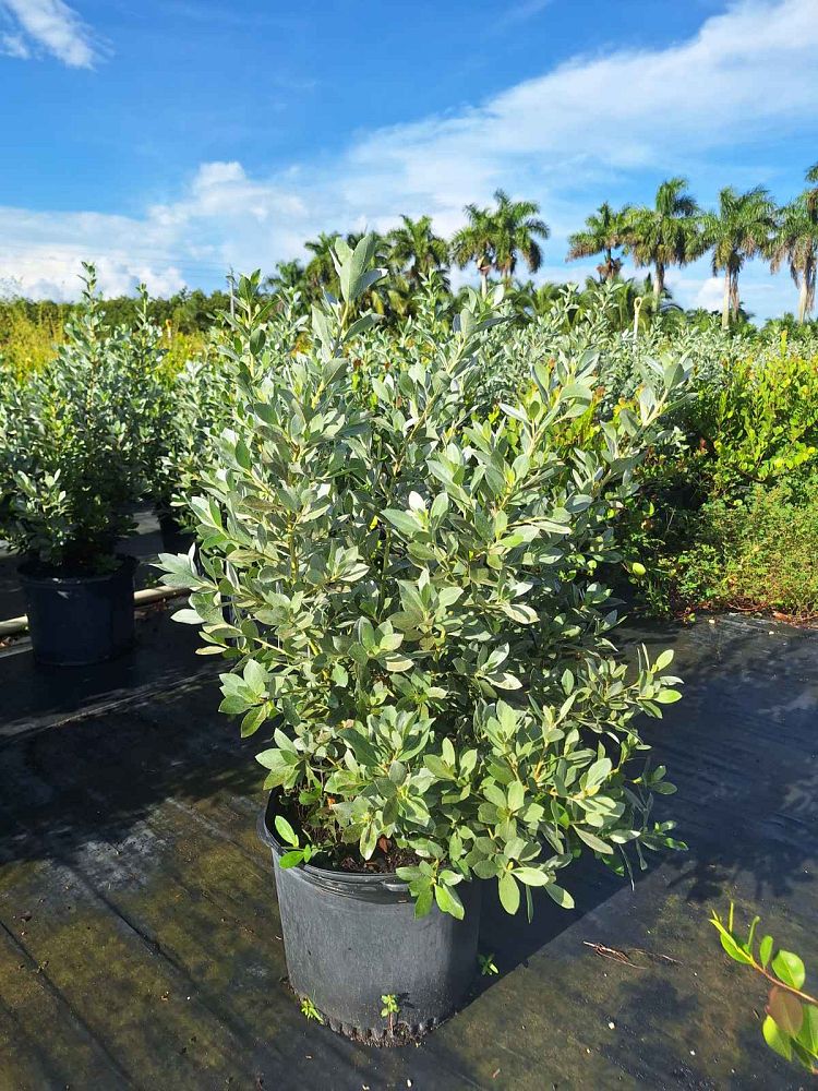 conocarpus-erectus-sericeus-silver-buttonwood