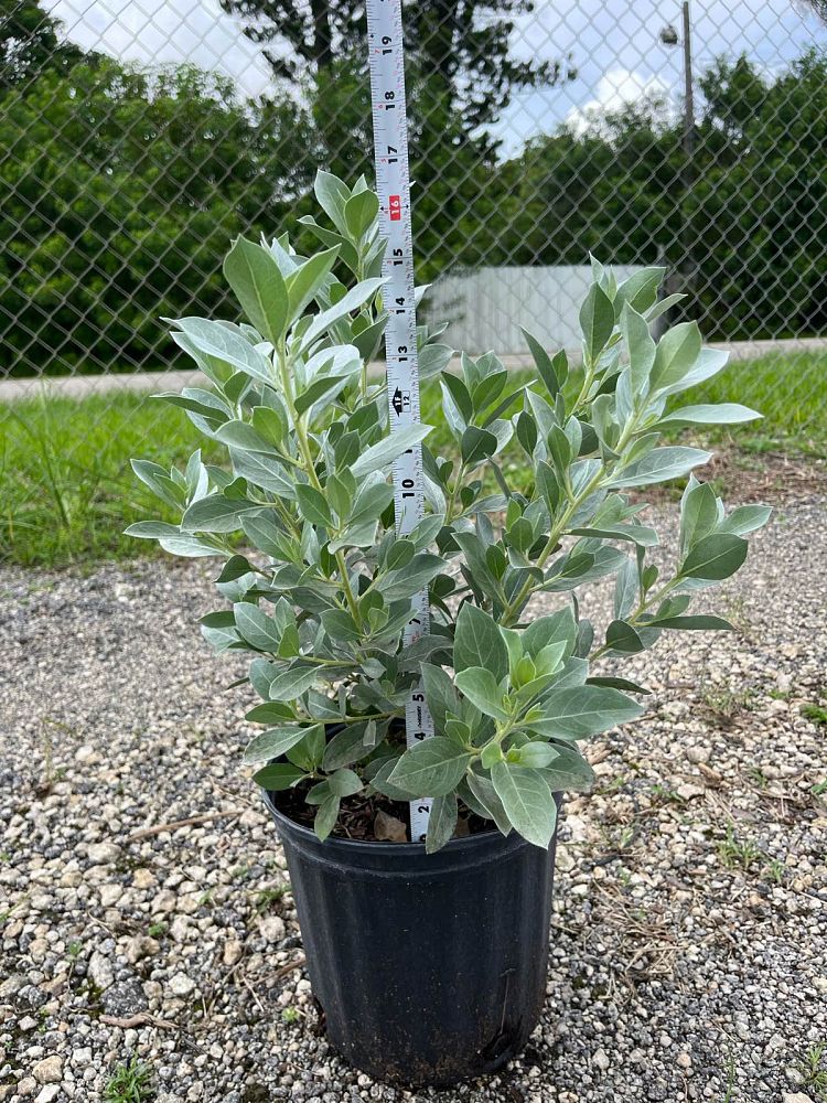 conocarpus-erectus-sericeus-silver-buttonwood