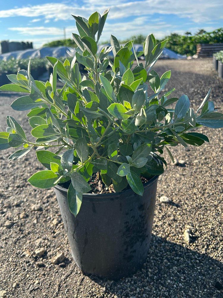 conocarpus-erectus-sericeus-silver-buttonwood