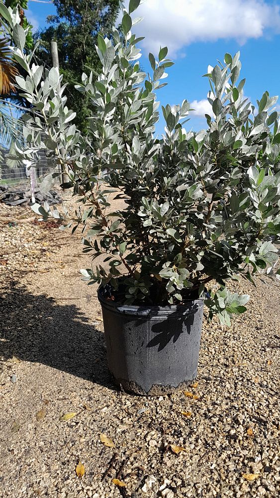 conocarpus-erectus-sericeus-silver-buttonwood